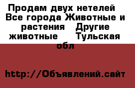 Продам двух нетелей - Все города Животные и растения » Другие животные   . Тульская обл.